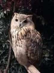 momoの画像