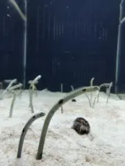 朔の画像