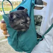zhuuuusiyiの画像