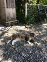 にこ　プロフご一読お願いしますの画像