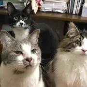 おざけん