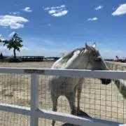 ヒヒの画像