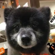 くまきちの画像