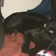 くろすけ