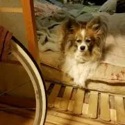 パピ