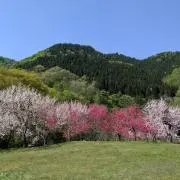 kanataの画像