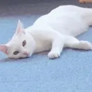 涙衣の画像