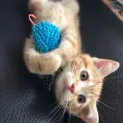 たけのこの画像