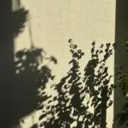 まーの画像
