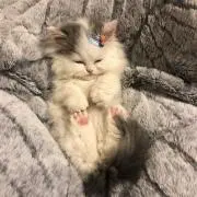 nekoの画像