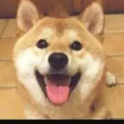 チョビの画像