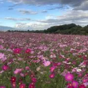 parr_ruの画像