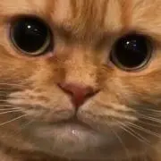 コネの画像