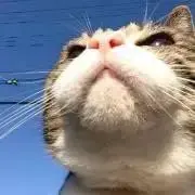 かなまなの画像