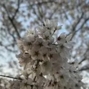 Coca-In