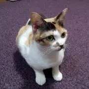 wata