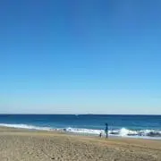 ミーコの画像