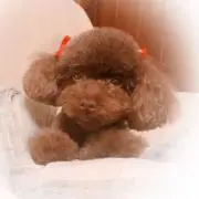 tomoの画像