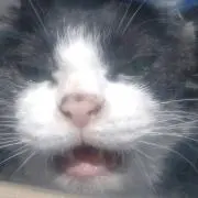 光