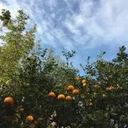 sk0860の画像