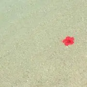 みーざるの画像