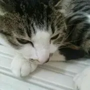 エム