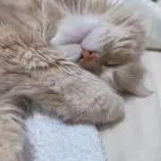 Kの画像