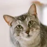 senの画像