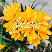 freesia