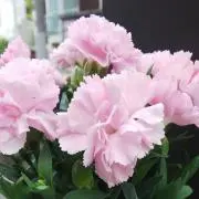 c-aihaa-tの画像