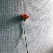 ききの画像