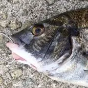 ババケン