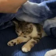 Lの画像