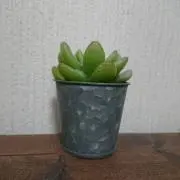 うさももの画像