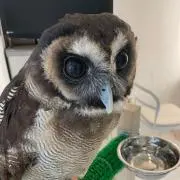 Rieの画像