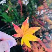 Xyの画像
