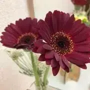 Pekoの画像