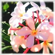 plumeriaの画像