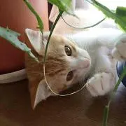 たくぽん
