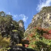 緑茶の画像