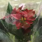 r.yママ