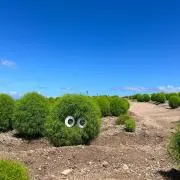 muranの画像