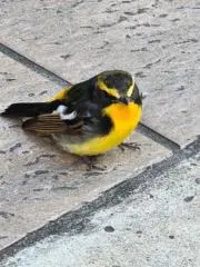 やまぴーの画像