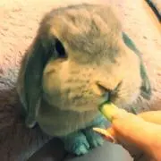 ニコ☆プロフィール読んで下さい。の画像