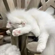 riuの画像
