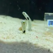 ピノ