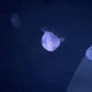 シキの画像