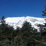 ミッチ