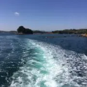 みかんの画像