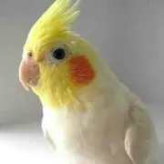 とり